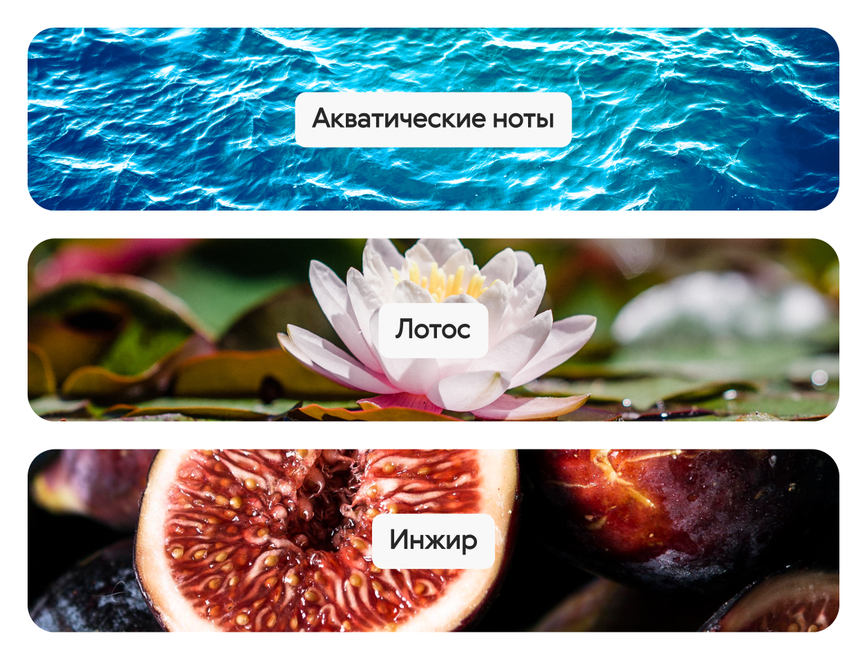 Fresh Fig & Sparkling Tangerine, парфюмерная вода